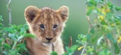 African Cats
