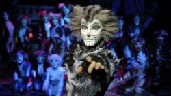 Cats