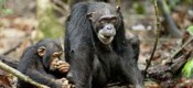 Chimpanzee (U)