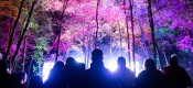 Enchanted Forest Luminara